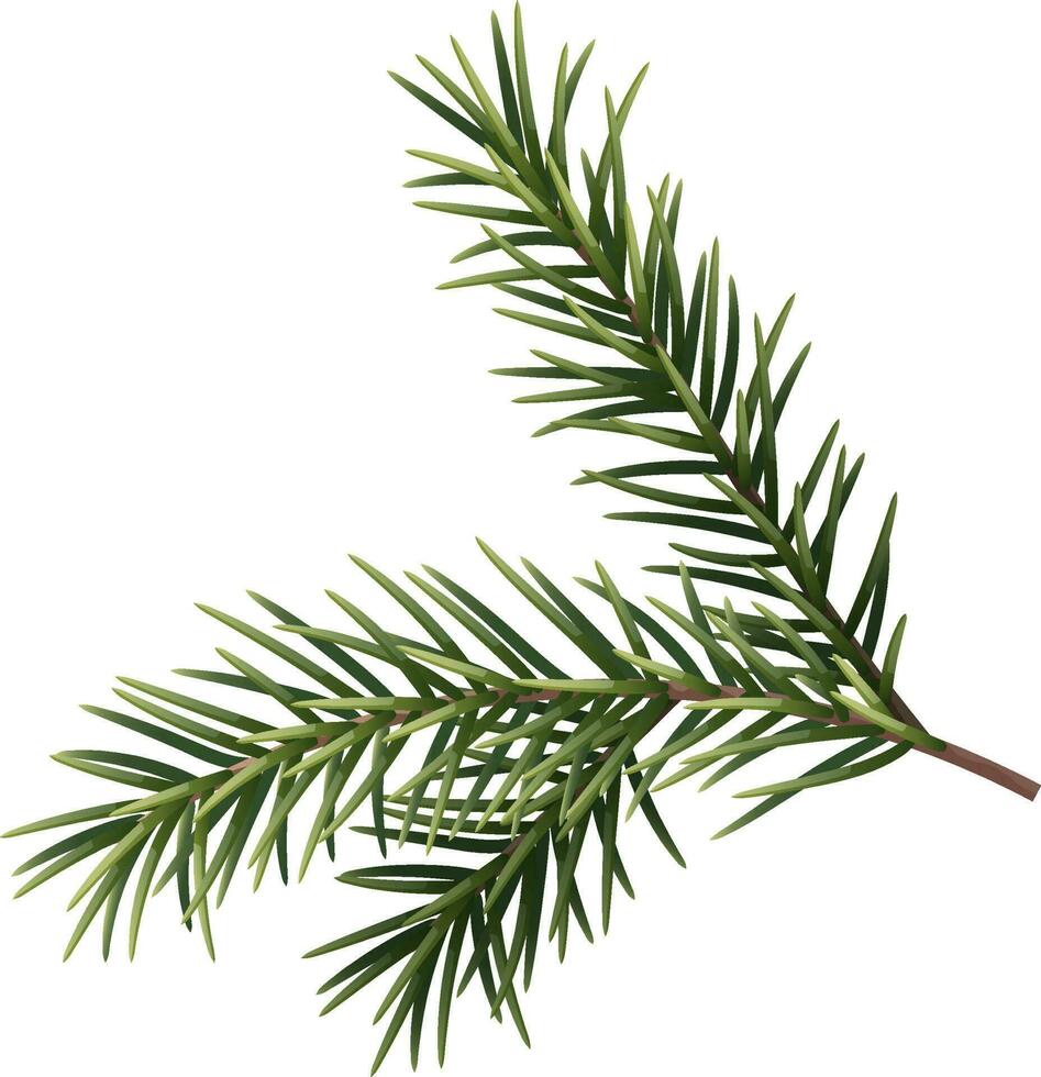 Vector spruce branch on an isolated background. Green branch of Christmas fir, pine.