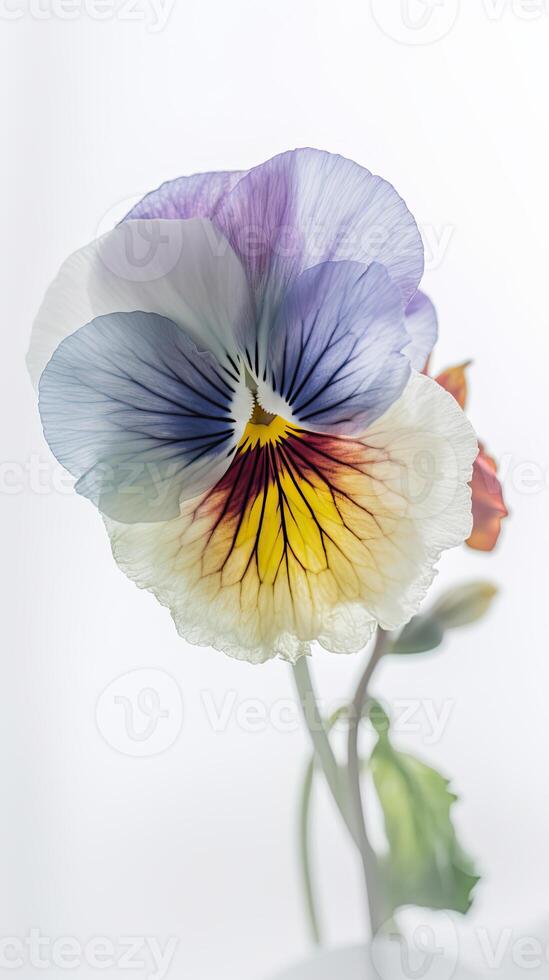 A Beautiful Soft Color Pansy Flower Drawing Vertical Template or Card. . photo