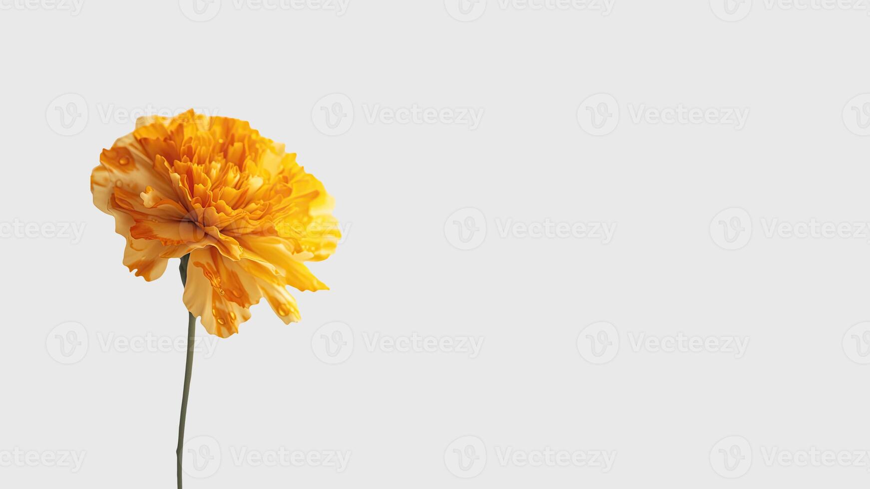 Water Droplets Orange Carnation Flower Isolated on White Background and Space for Message. . photo