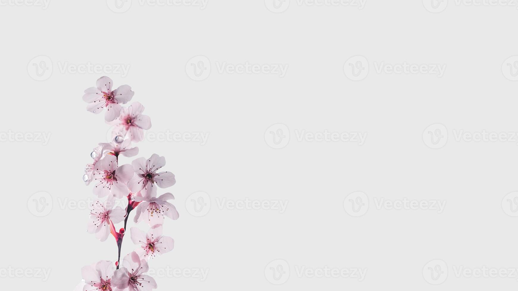 Beautiful Floral Composition of Water Droplets Cherry Flower Branch on White Background and Space for Message. . photo