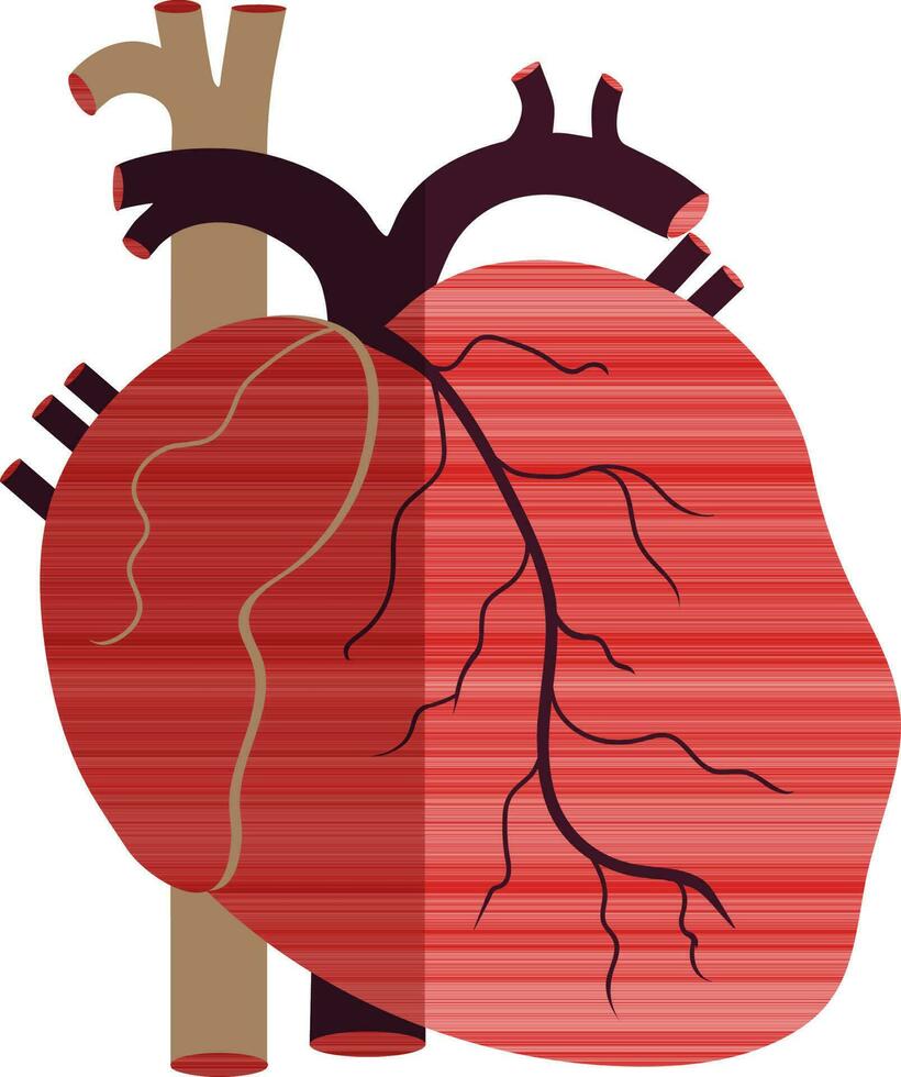 Half shadow of human heart picture inside body. vector