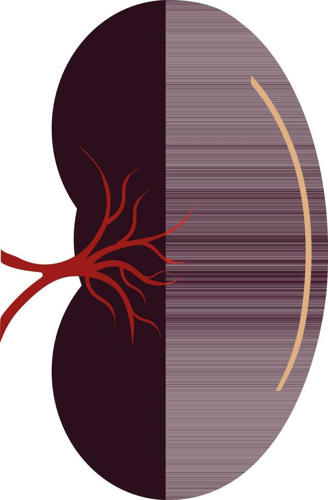 Spleen icon in color with half shadow for human body. vector