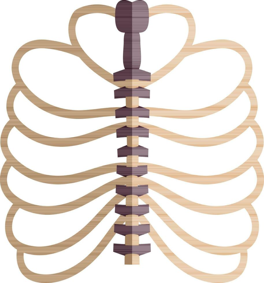 Picture of ribs inside body in half shadow for protect heart. vector