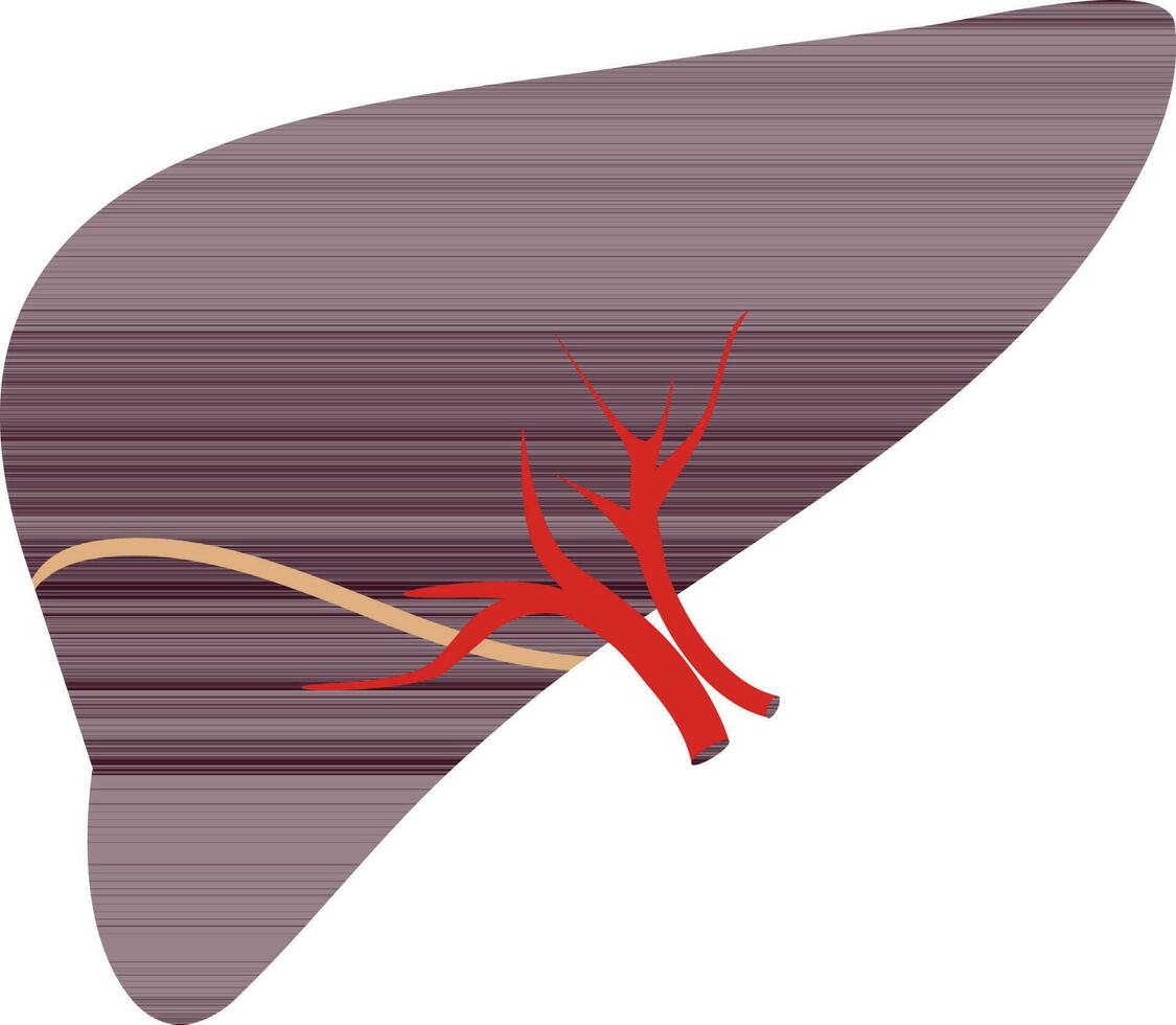 Liver icon in half shadow for human body. vector