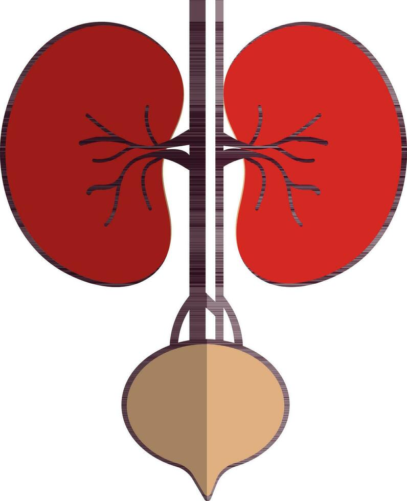Half shadow style of kidneys icon in part of body. vector
