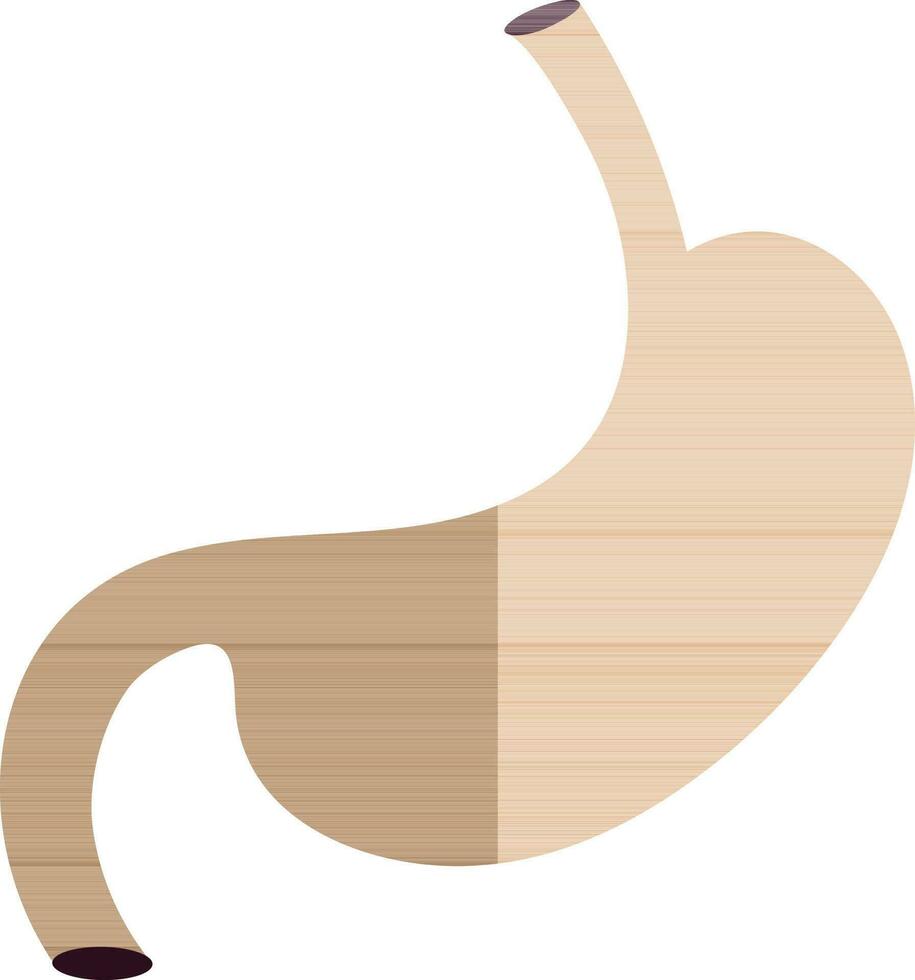 Stomach icon in color with half shadow for human body. vector