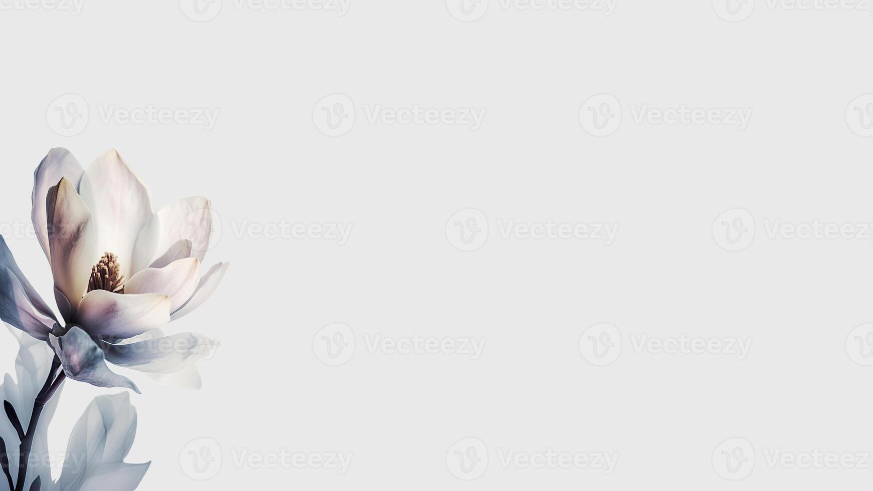 Stunning White Magnolia Flower Isolated on White Background and Space for Message. . photo