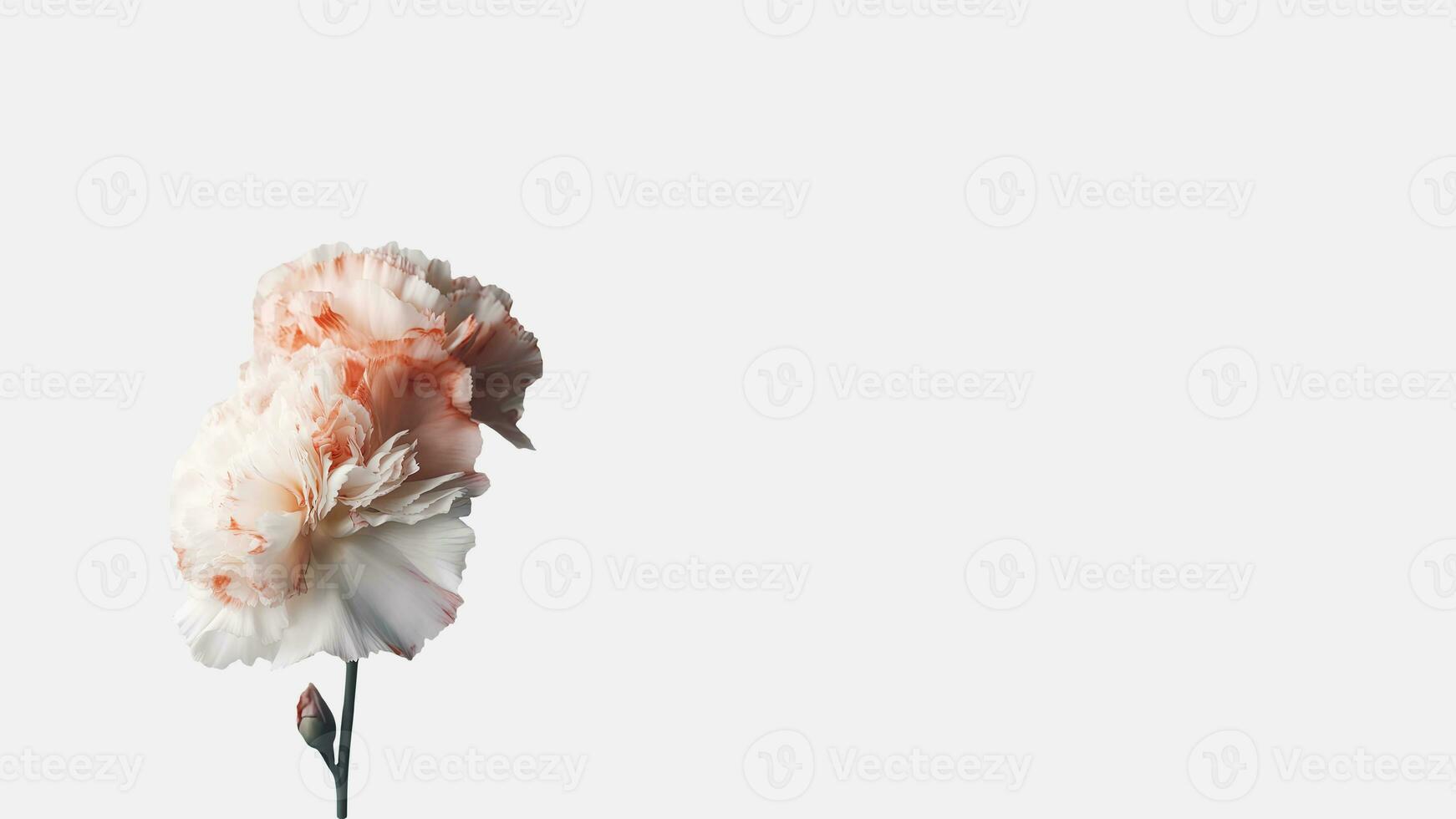 Beautiful Soft Pink Carnation Flower Isolated on White Background and Space for Message. Generative AI. photo