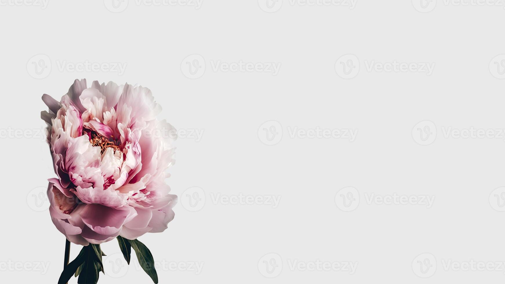 Beautiful Soft Pink Peony Flower Isolated on White Background and Space for Message. Generative AI. photo