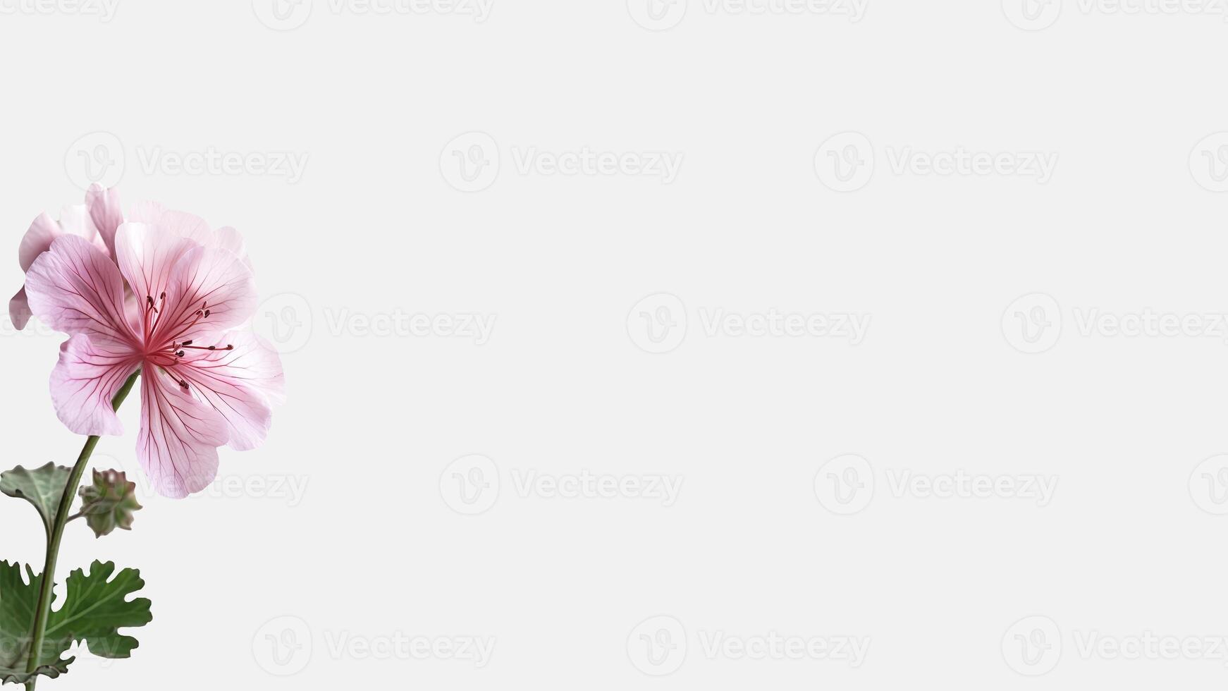 Amazing Soft Pink Cranesbil Flower Isolated on White Background and Space for Message. . photo