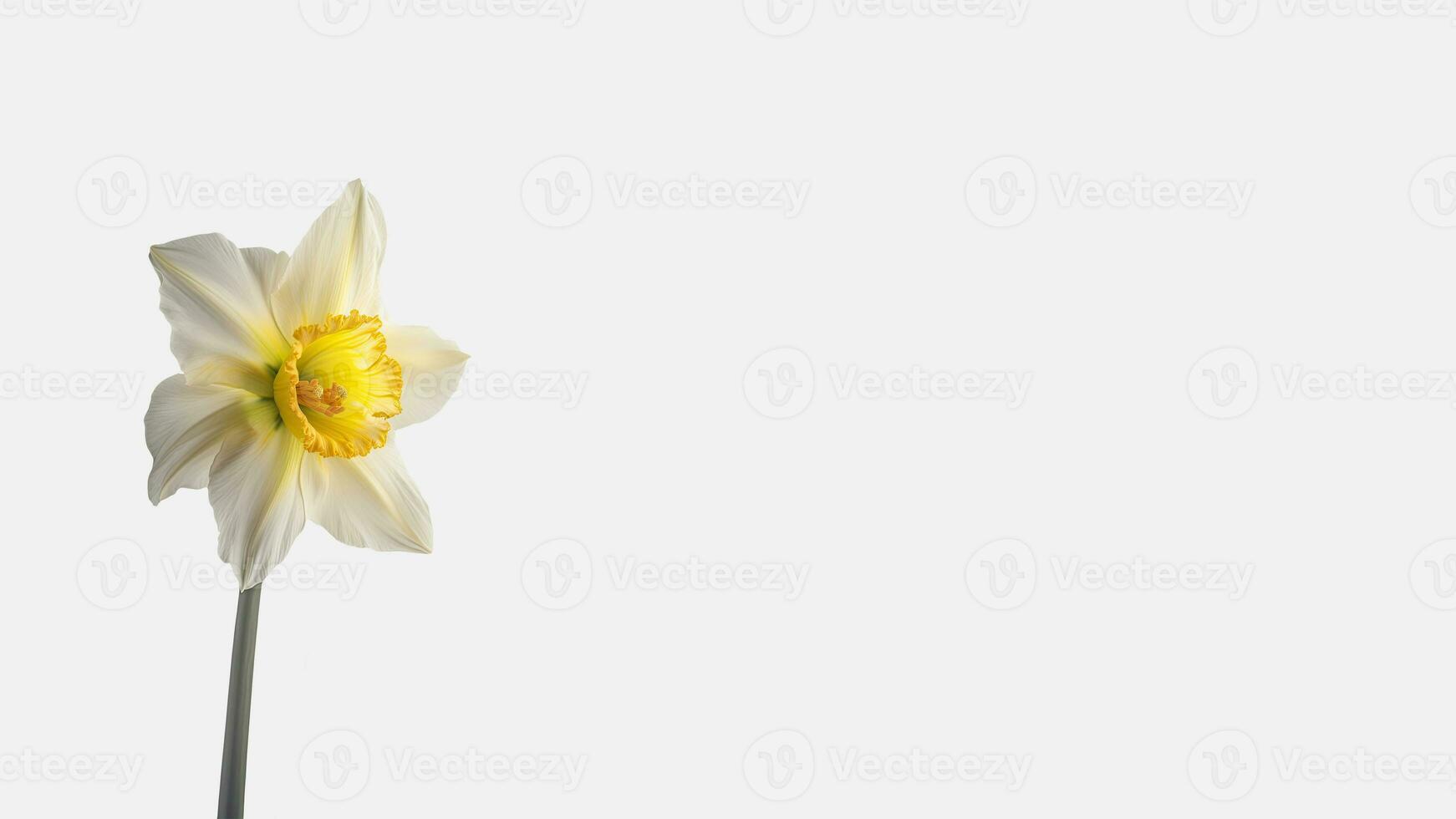 Amazing White Daffodi Flower Isolated on White Background and Space for Message. Generative AI. photo