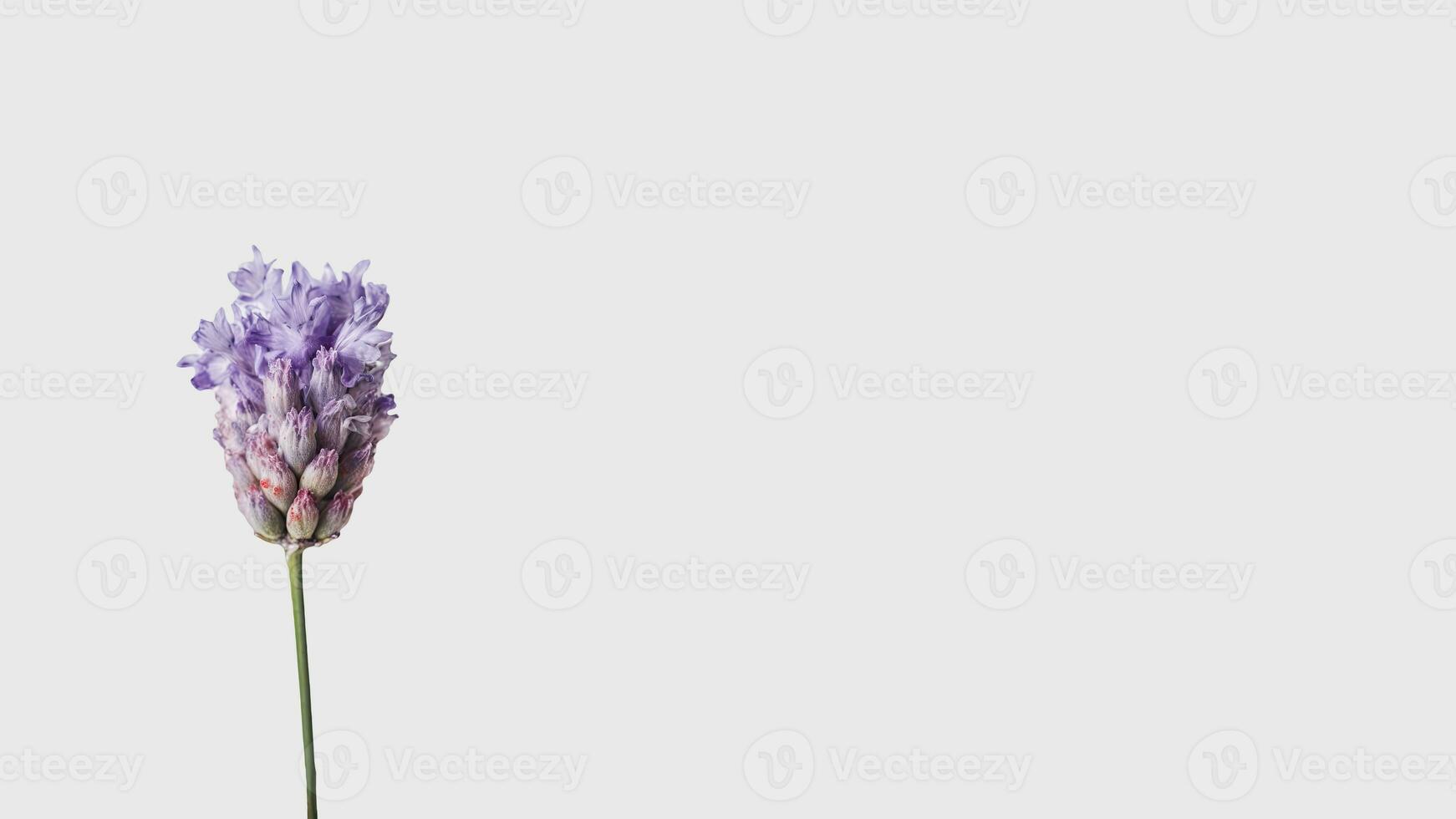 Amazing Levender Flower Isolated on White Background and Space for Message. Generative AI. photo