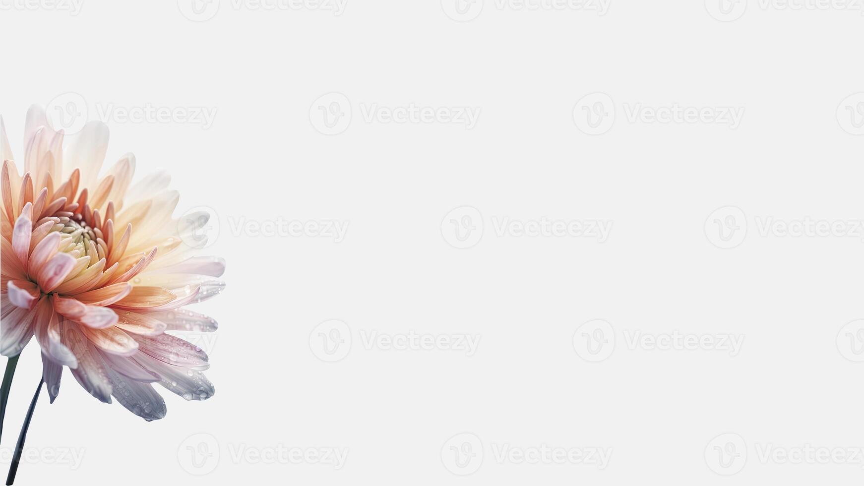 Water Droplets Soft Pink Mums Flower Isolated on White Background and Space for Message. . photo