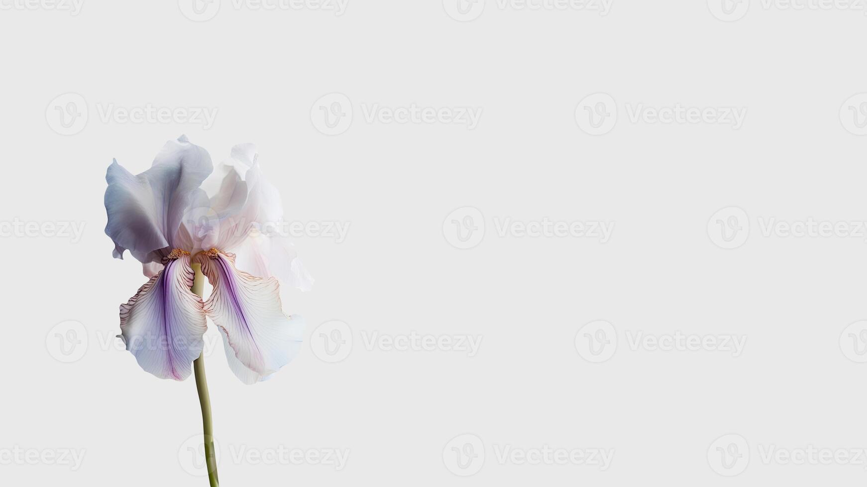 Amazing White Iris Flower Isolated on White Background and Space for Message. . photo