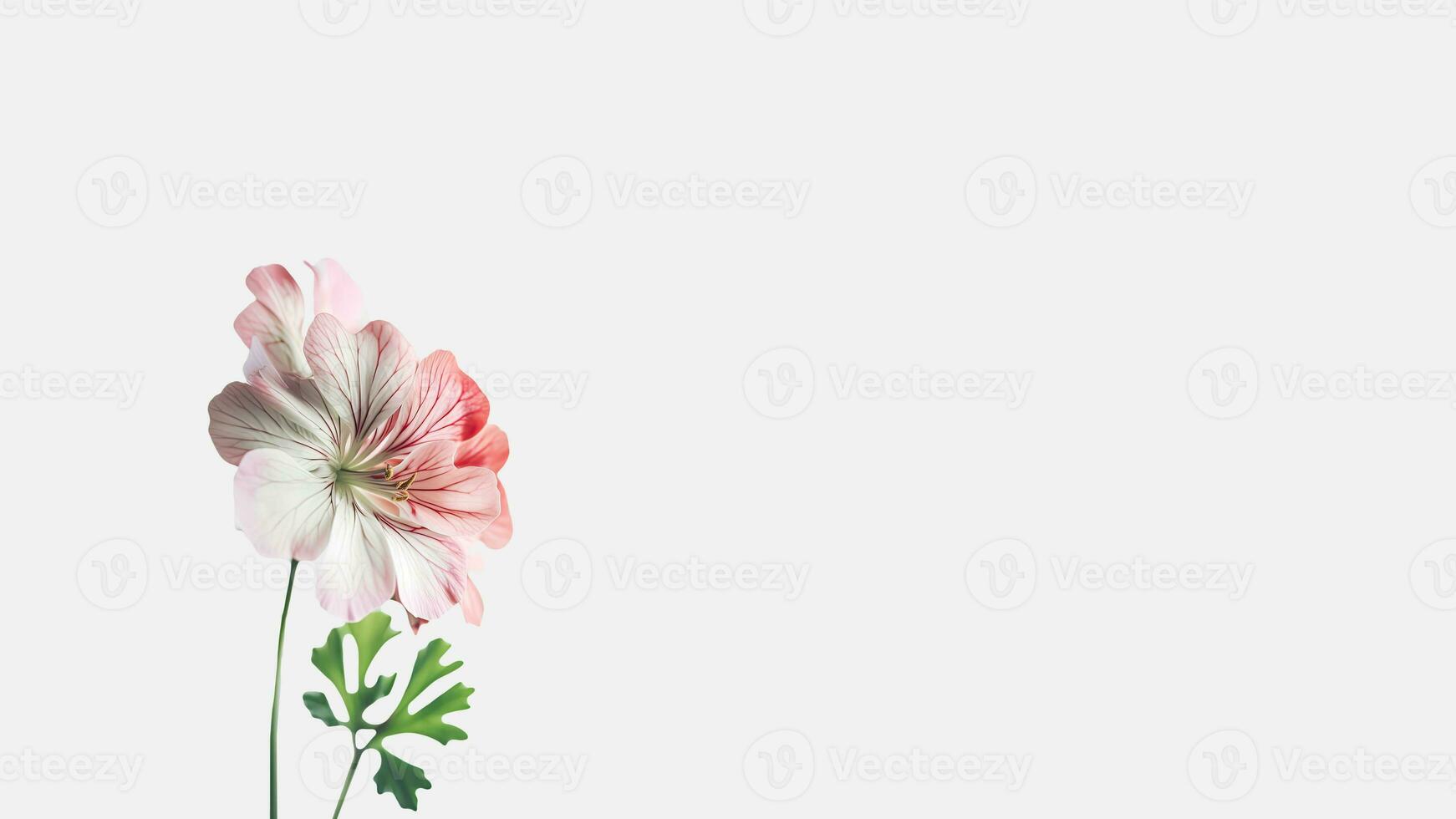 Amazing Soft Pink Cranesbil Flower Isolated on White Background and Space for Message. Generative AI. photo