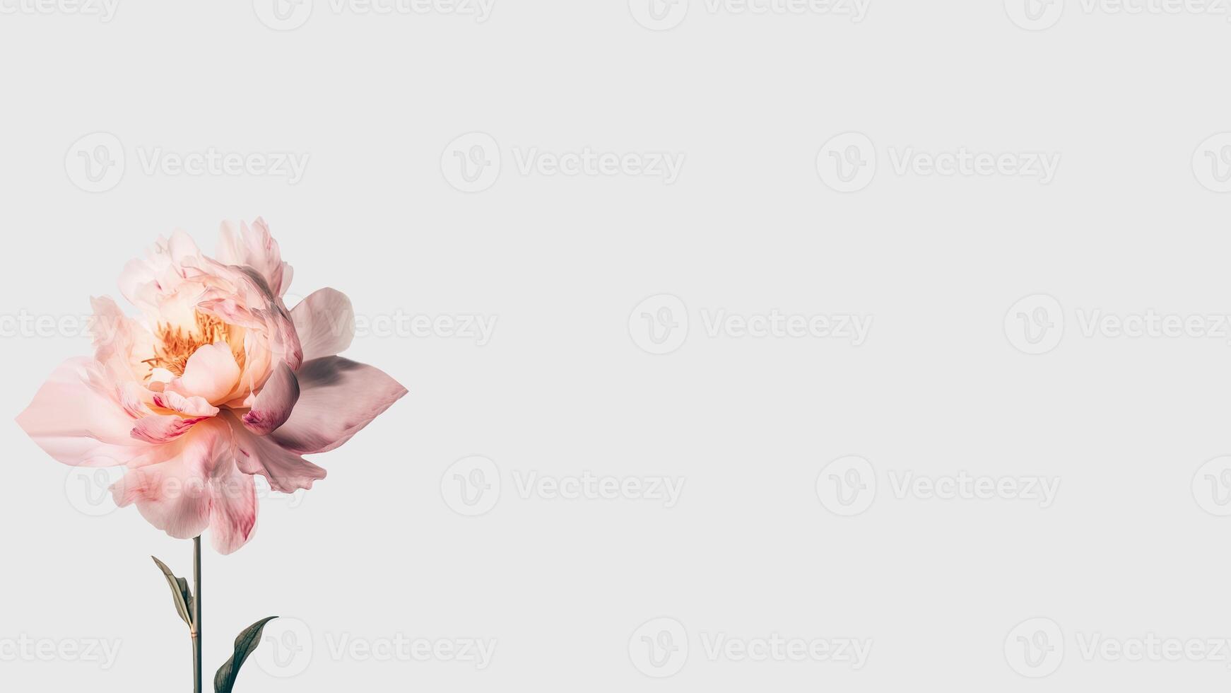 Beautiful Soft Pink Peony Flower Isolated on White Background and Space for Message. . photo