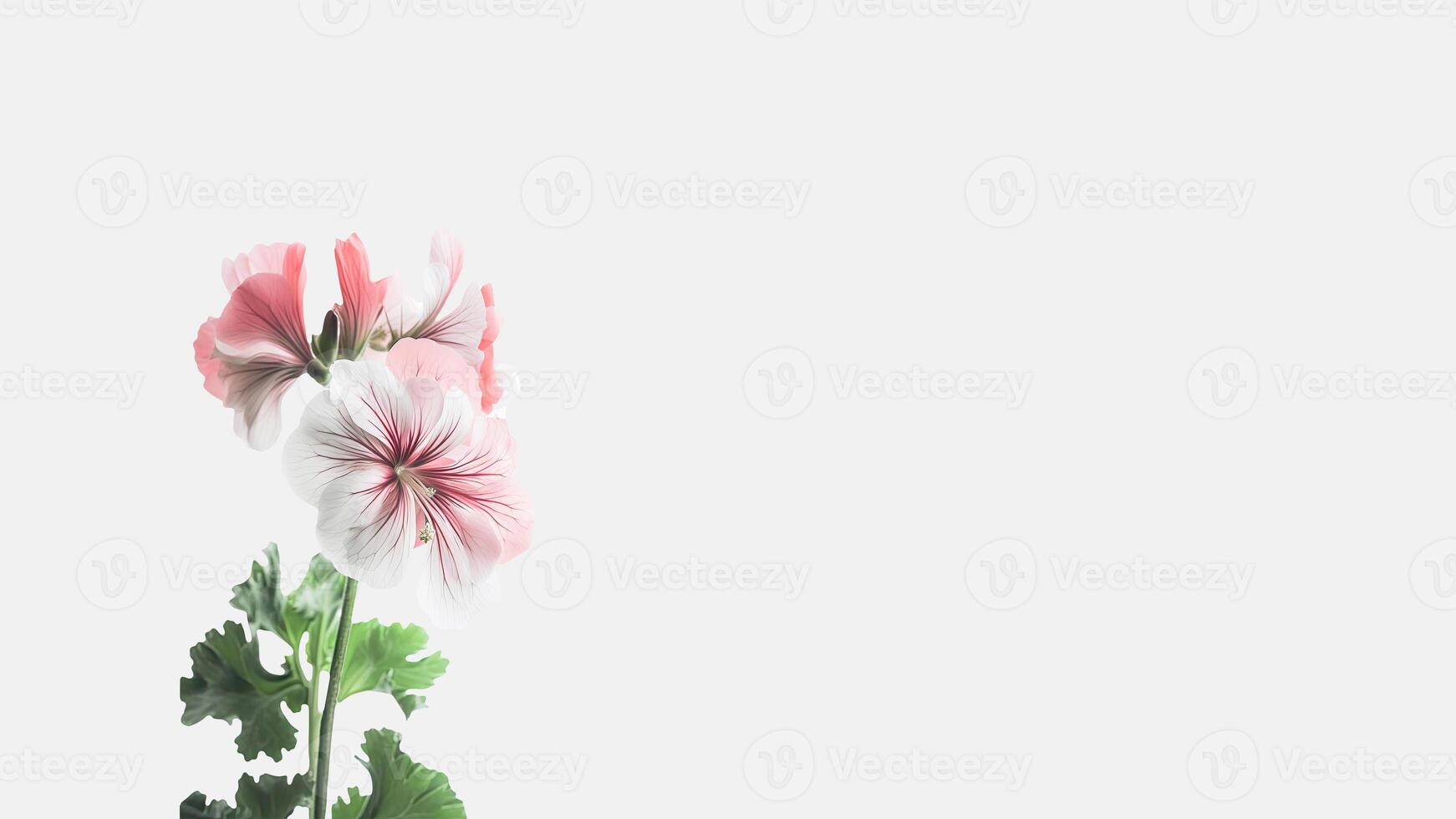 Beautiful Flowers Composition of Soft Pink Cranesbill Isolated on White Background and Space for Message. . photo