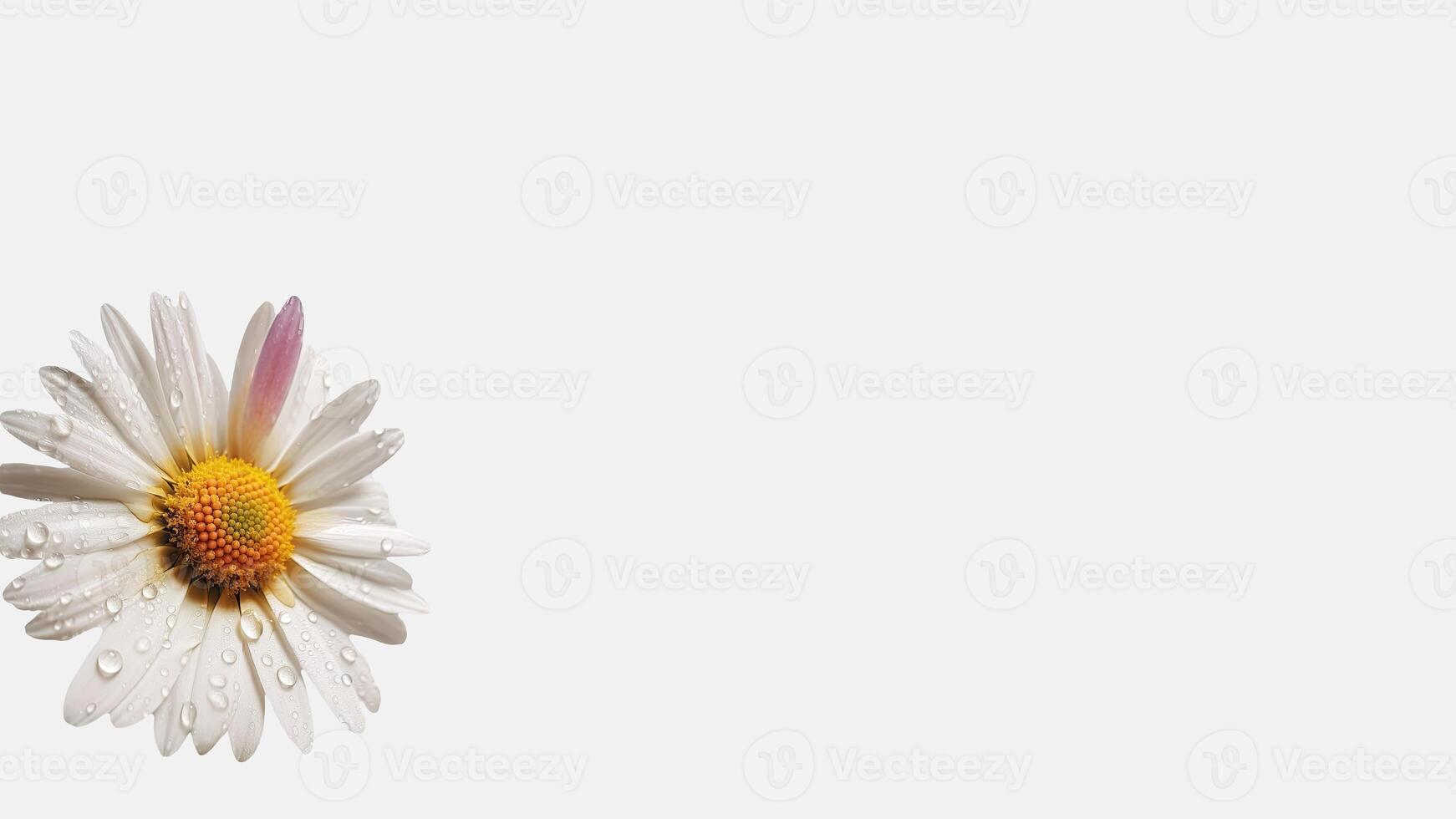 Amazing Water Droplet White Daisy Flower Isolated on White Background and Space for Message. Generative AI. photo