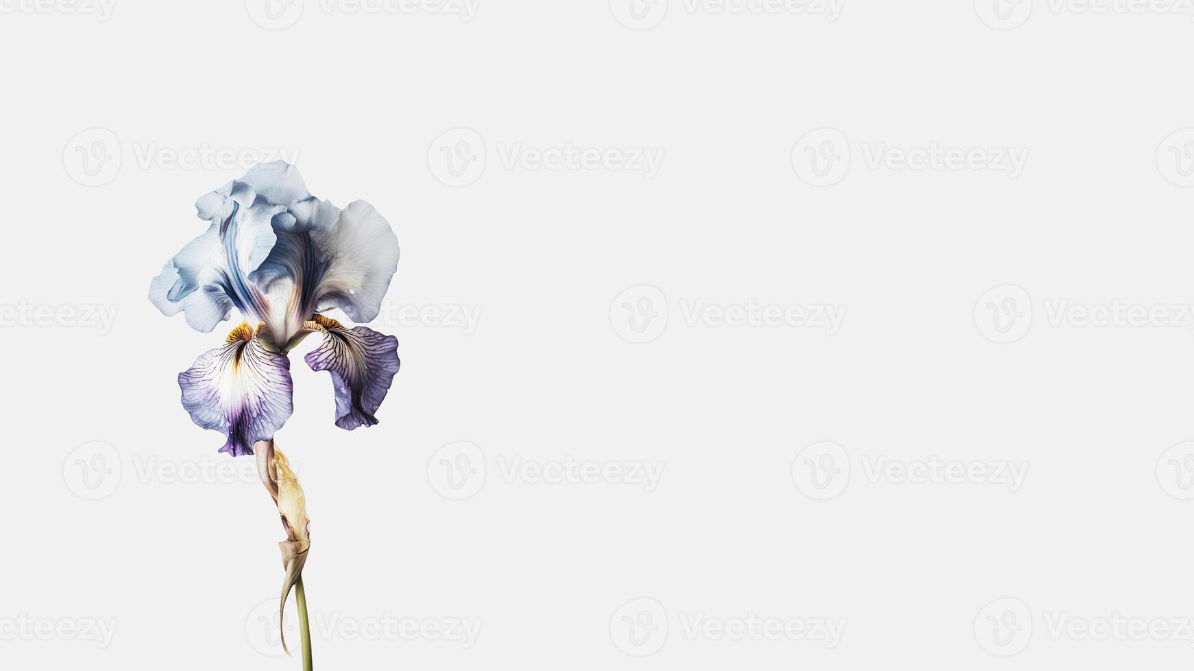 Beautiful Flowers Composition of Breaded Iris Isolated on White Background and Space for Message. Generative AI. photo