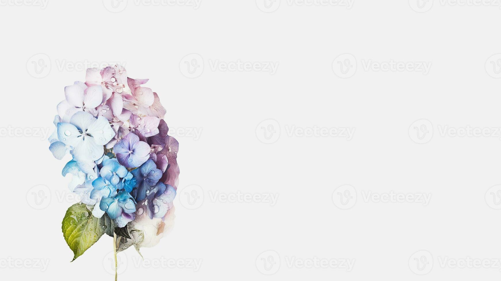 Water Droplets Hydrangea Flower Isolated on White Background and Space for Message. Generative AI. photo