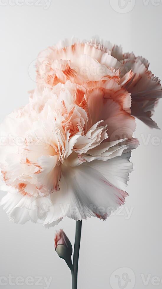 Amazing Image of Soft Color Carnation Flower. . photo