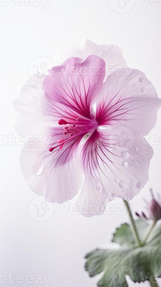 Striking Images of Soft Pink Blossom Geranios Flower with Water Drops. Generative AI. photo