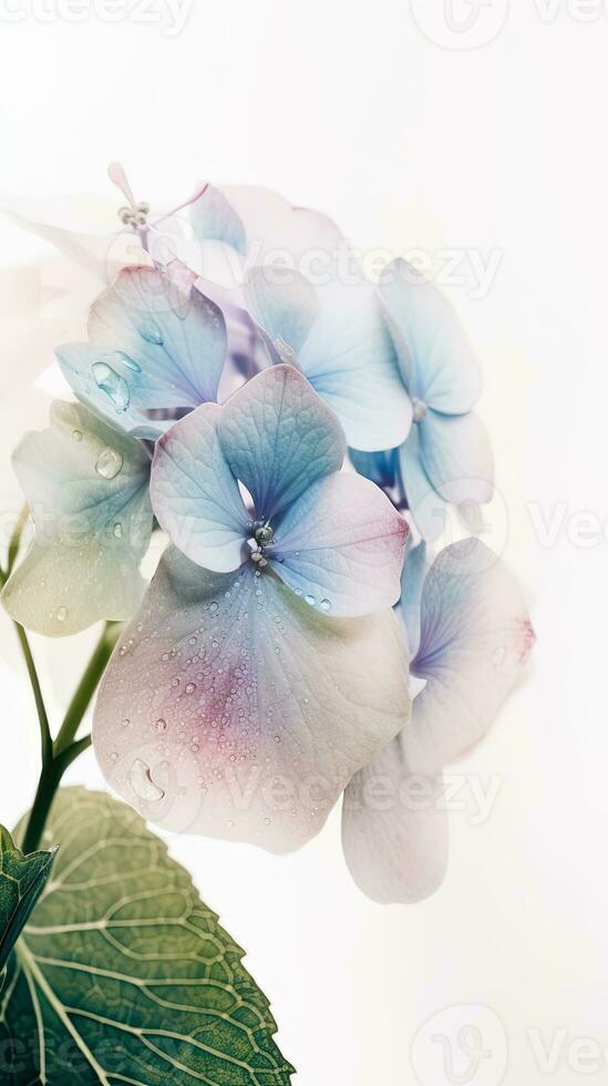 Closeup View of Water Droplets Blossom Hydrangea Flower. Generative AI. photo