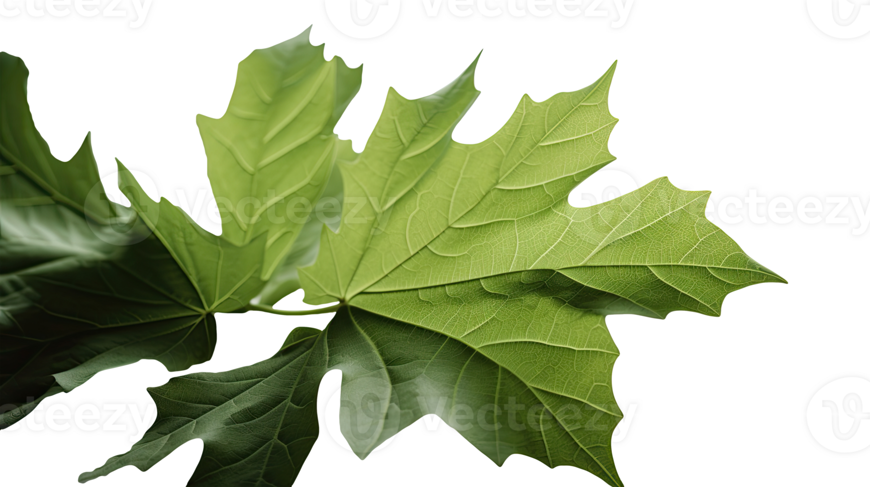 Macro Image of Green Maple Leaf on Transparent Background. . png