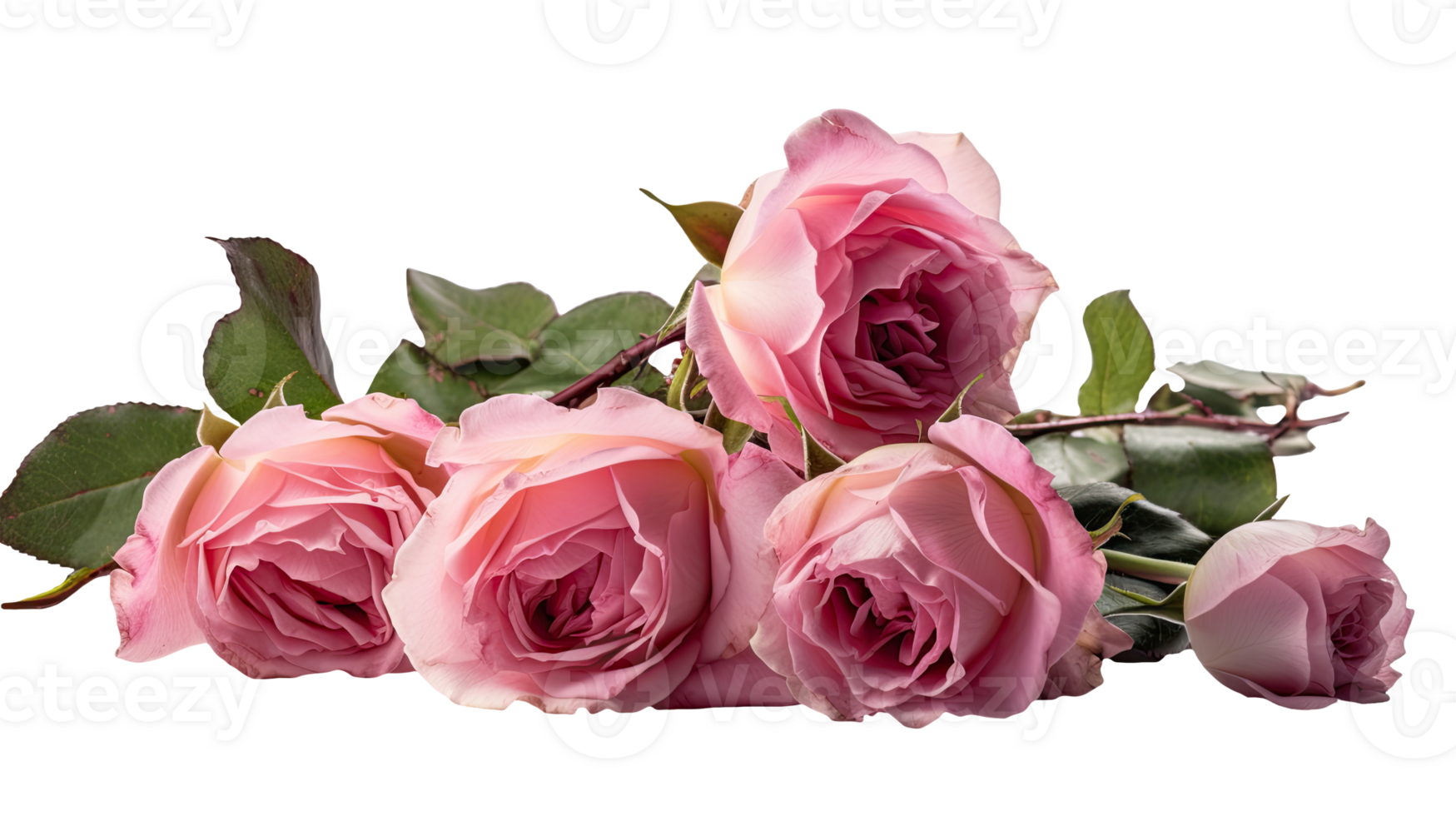 Photography of Beautiful Pink Roses and Leaves on Transparent Background. Technology. png