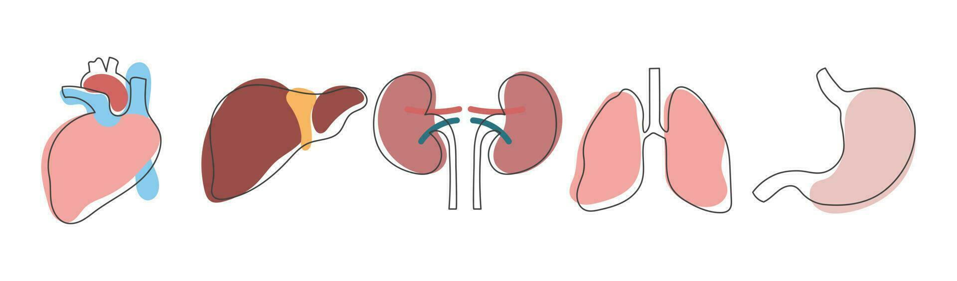 Linear icons of human internal organs. Lungs, heart, kidneys, liver, stomach. Digestive, respiratory, cardiology urological anatomy icon. Medicine concept. Healthcare. Vector