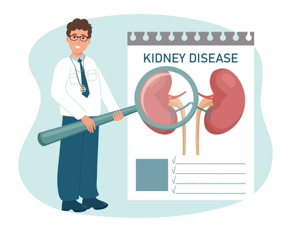 A male doctor with a magnifying glass examines diseases of the kidneys, urinary system. Medical healthcare concept. Vector