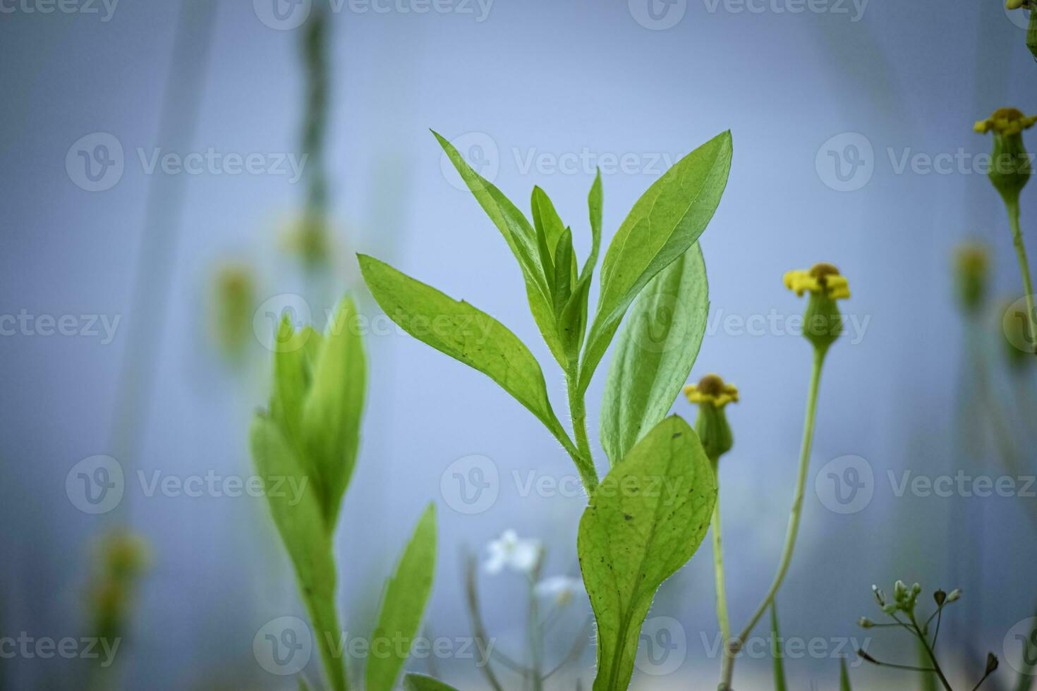 Green leafy plant between closed buds of yellow flowers on blue water background photo