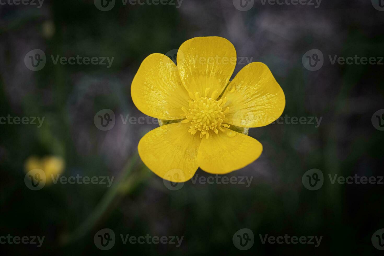 Yellow Meadow Buttercup flower commmon giant open five petal blossom on dark blurry background photo