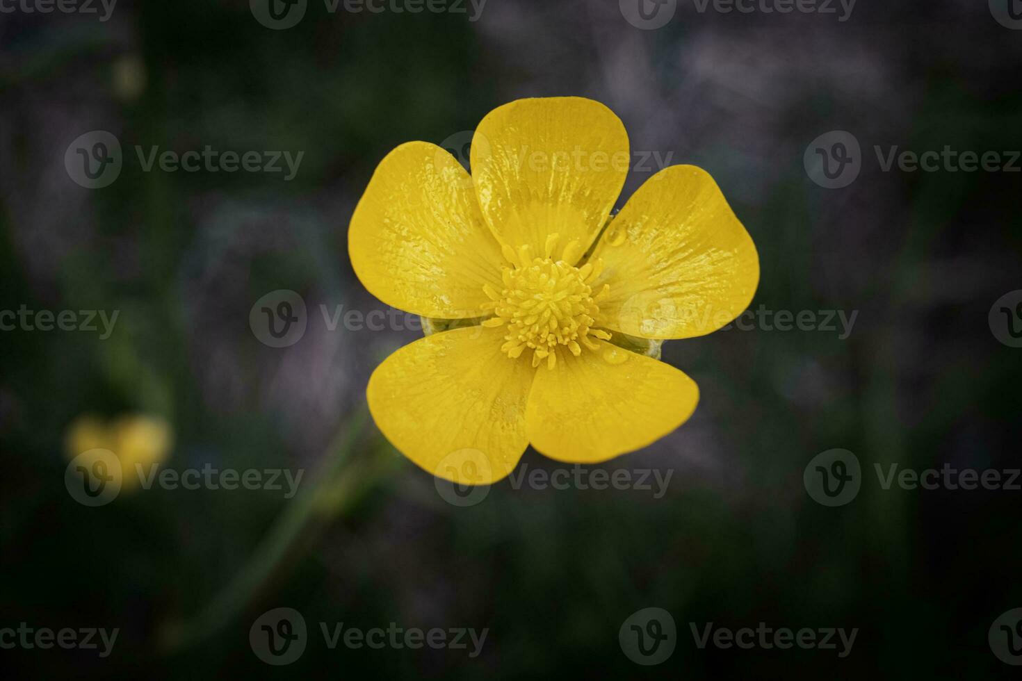 Yellow Meadow Buttercup flower commmon giant open five petal blossom on dark blurry background photo