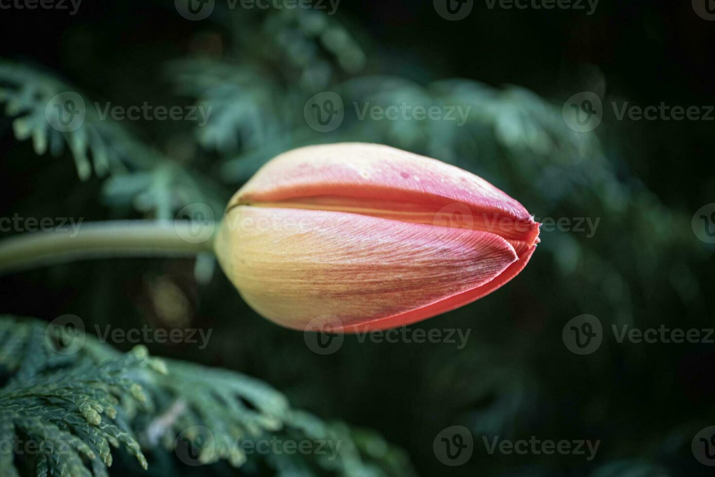 Red closed tulip flower on dark green fir branch bokeh effect photo