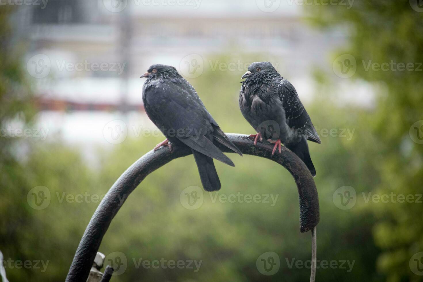Two pigeons sitting on a wire pipe in spring rain with railroad and green trees on the background photo