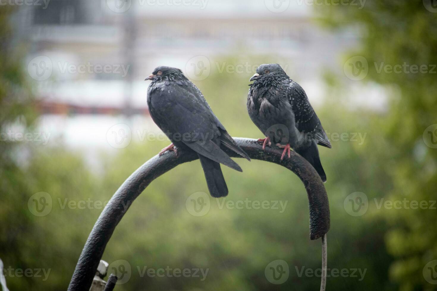 dos palomas sentado en un cable tubo en primavera lluvia con ferrocarril y verde arboles en el antecedentes foto