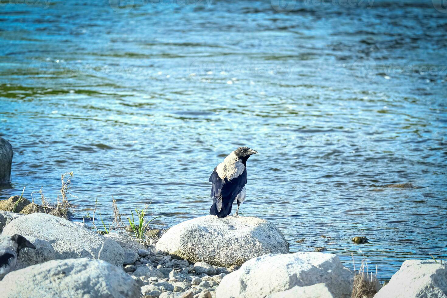 Big crow with black tail sitting on dry rocks near the blue river water photo