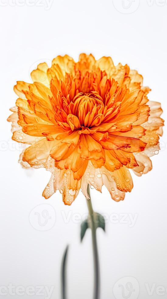 Stunning Macro Shots of Water Droplets Orange Carnation Flower. . photo