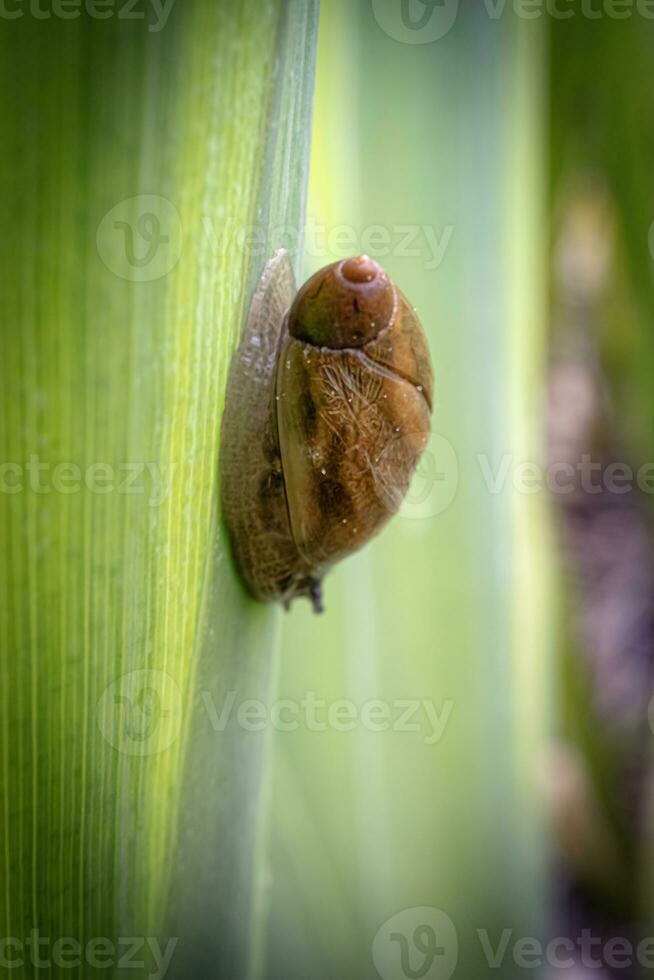 Small brown water snail sleeping on long grass leaf head down on blurry green background photo