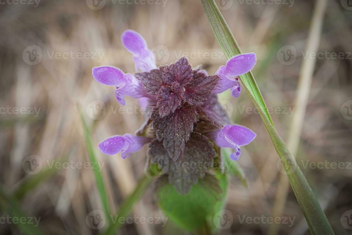 púrpura flores en púrpura hoja planta ajuga reptans parte superior abajo ver con marrón borroso antecedentes de un seco prado foto