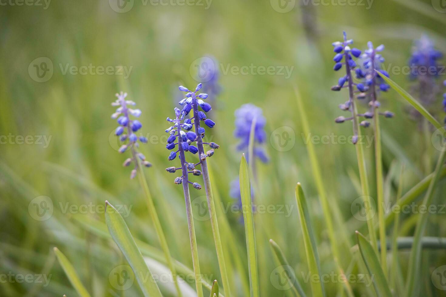 Grape hyacinth flowers on nice light spring grass background photo