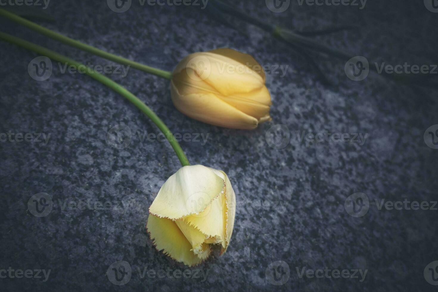 Two yellow yet different kinds of tulips lying on gray granite floor photo