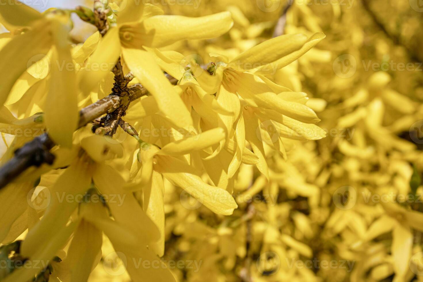 Forsythia yellow flowers on thin branches of huge hedge in spring sun photo
