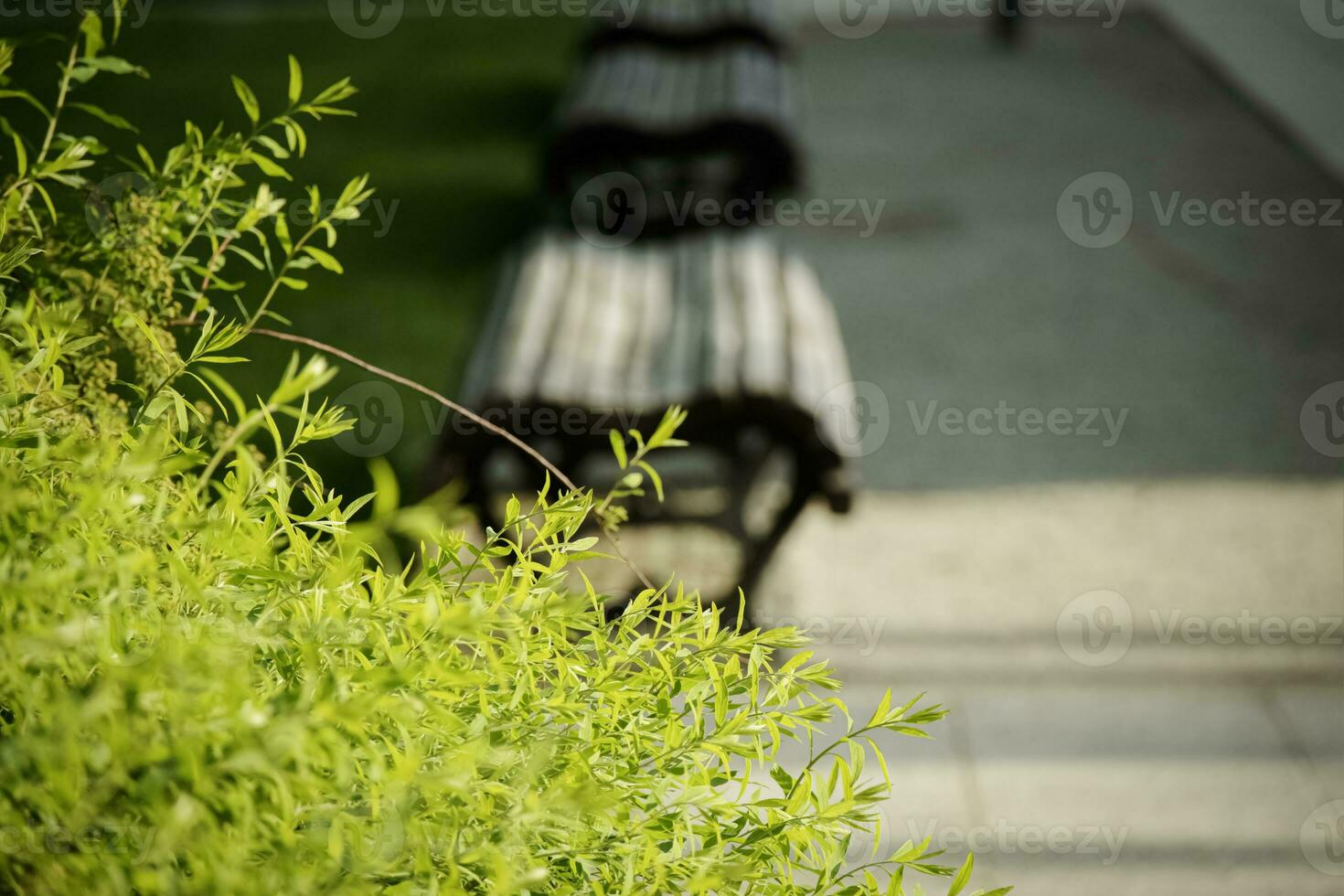 Lemon verbena bush light green young leaves with a wooden park bench and walking path in a public park on the background photo