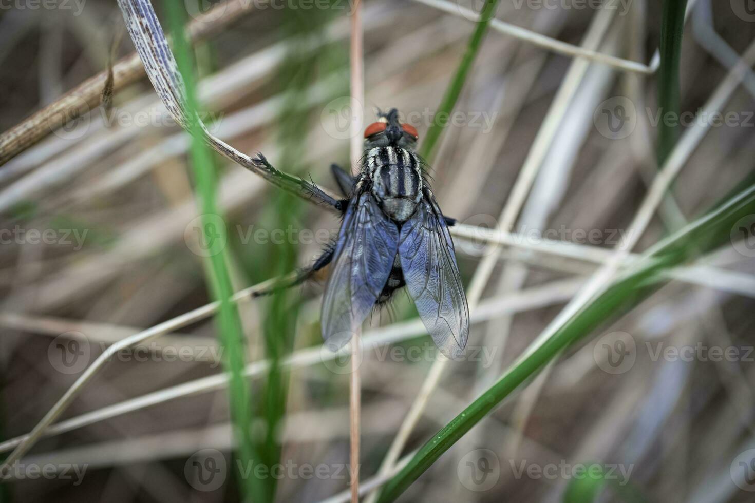 Big black fly with textured back and wings sitting on grass macro photography of an insect photo