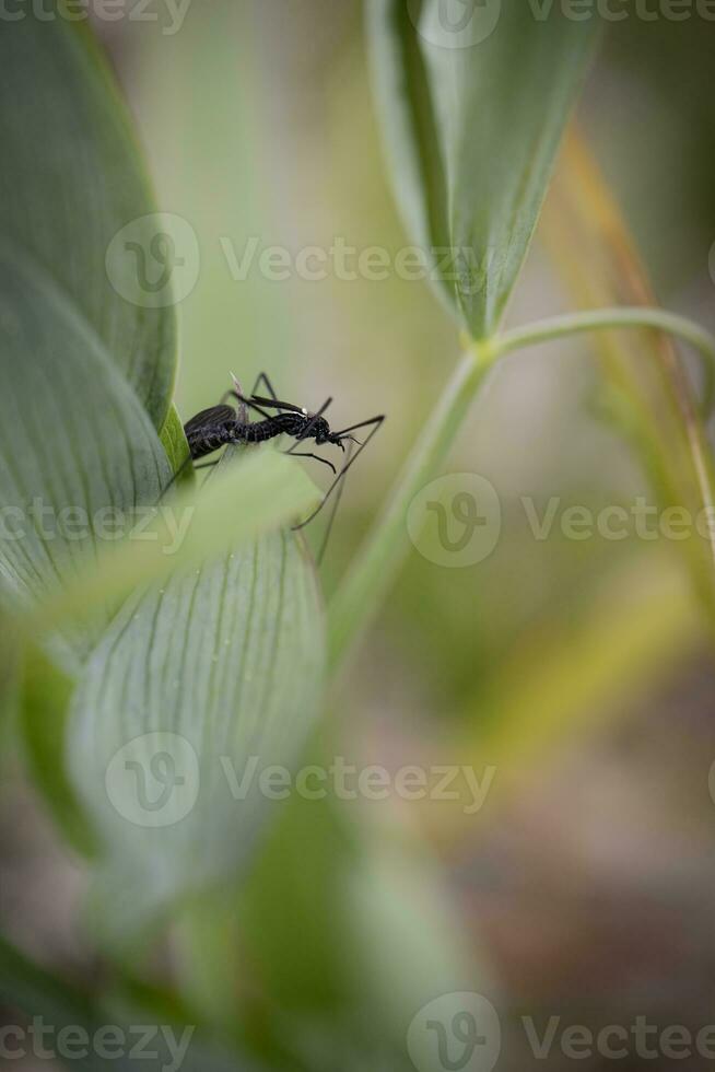 Black fly like bug crawling on the green grass leaf of a plant with thin stem in a meadow photo