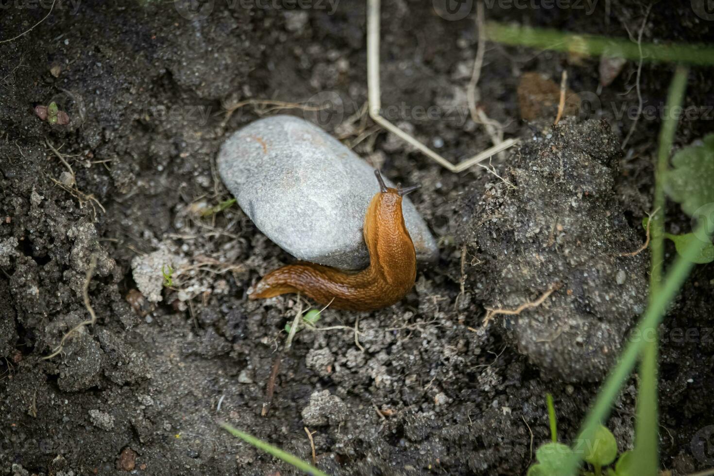 Little brown slug without shell crawling on a white stone in humid soil with little green plants around it photo