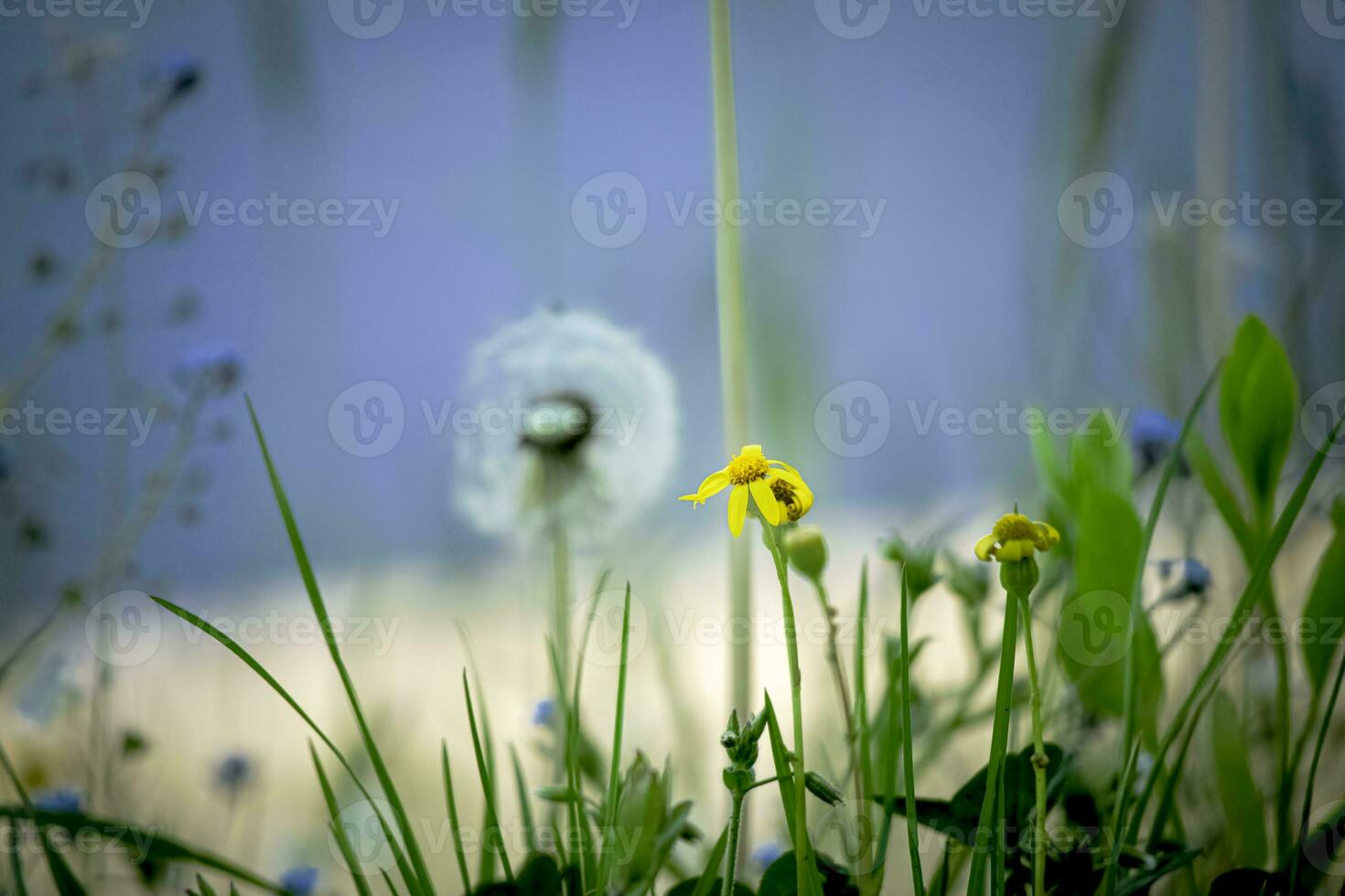 White dandelion between green grass with yellow flowers on blue water background photo