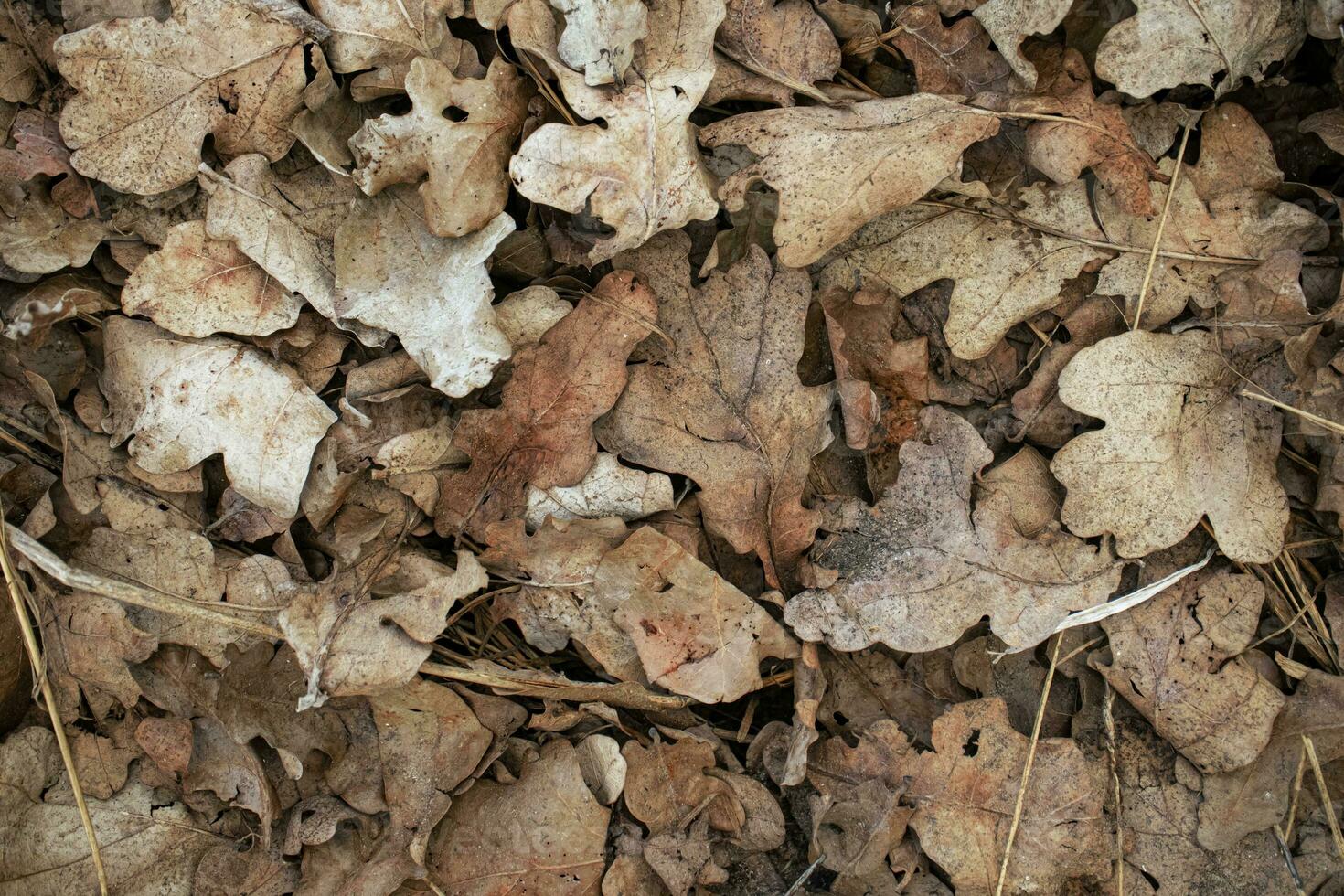 Looking down at brown oak leaves carpen on the ground for texture or background photo